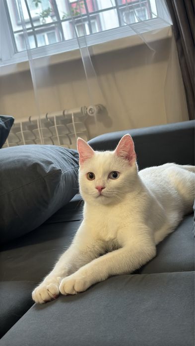 Отдам кота В ХОРОШИЕ РУКИ!