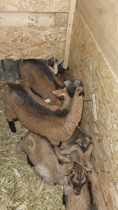 Capre Alpine Franceze cu iezi