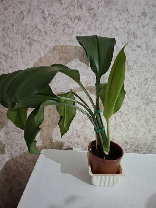 Продам Домашний цветок!