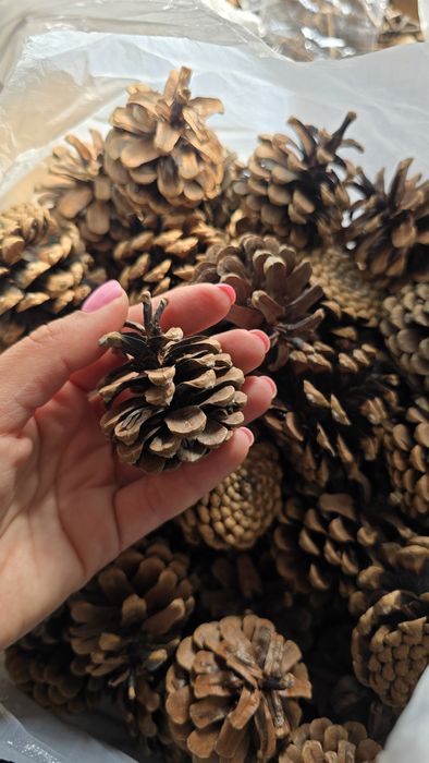 Шишки сосновые 170 шт для декора