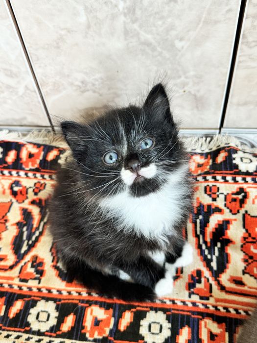 Отдам котят