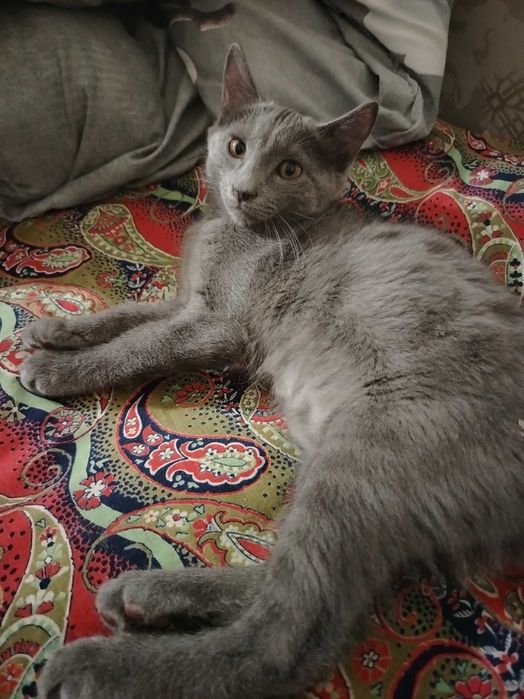 Отдам котёнка в добрые руки бесплатно