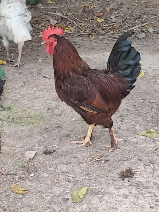 Xonaki tovuqlar sotiladi