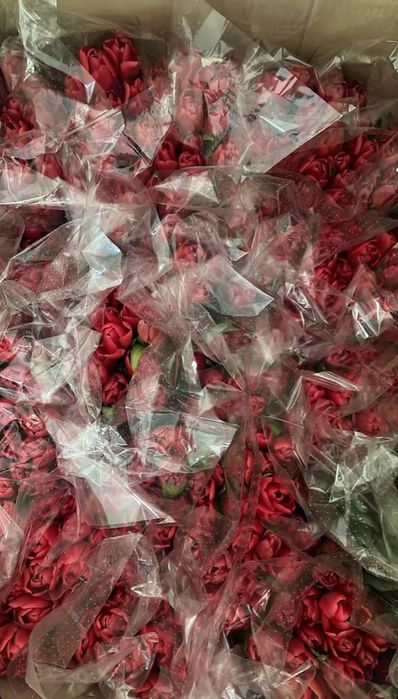 Тюльпаны свежие оптом