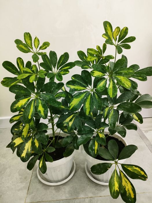 Комнатные цветы, доставка