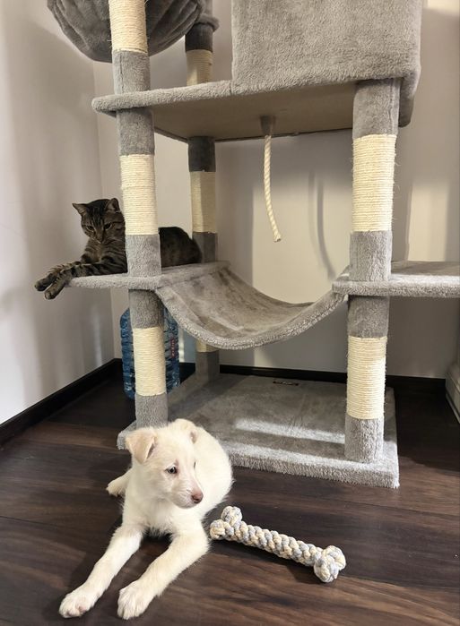 Caine pentru adoptie responsabila