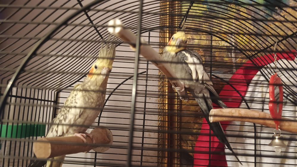 Передержка зоогостиница