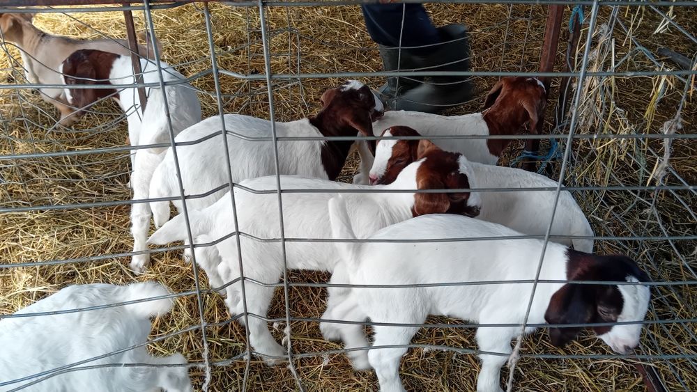 Iezi și iedute din rasa Boer