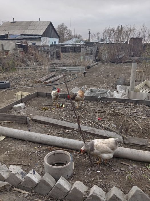 Петушки домашние 6 месяцев