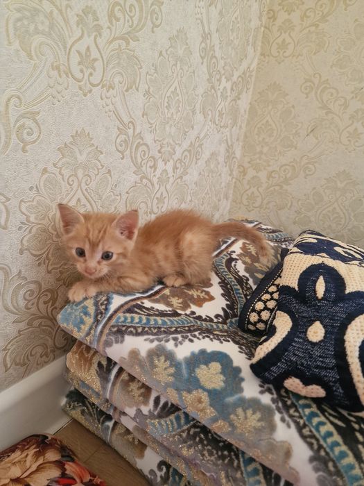 Отдам котёнка в добрые руки