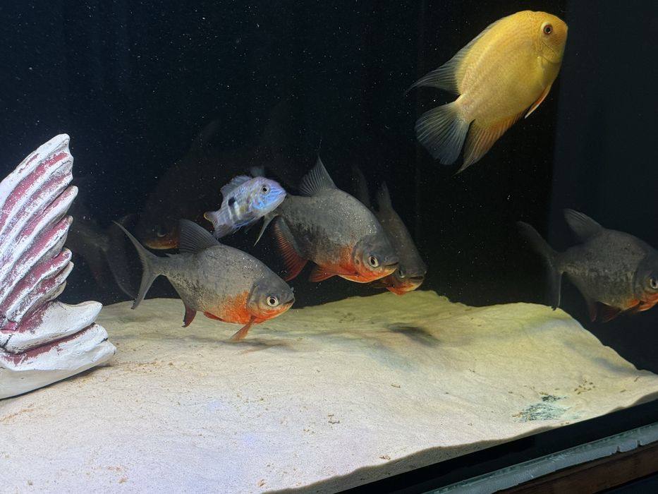 Продам 6 красных паку