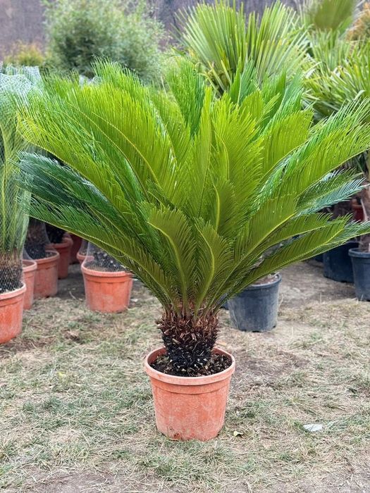 Leylandii super calitate 2,50m-3m, Ofer transport gratuit