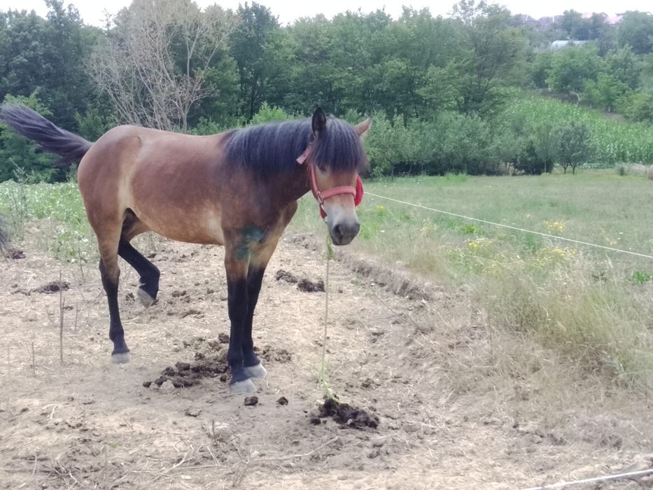 Vând mânză de 1 jumate