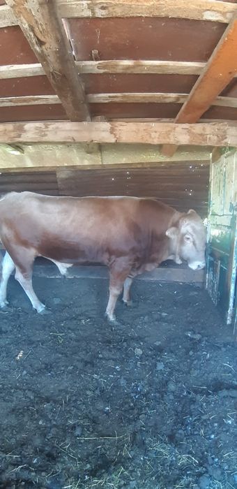 Продам бычка жирного