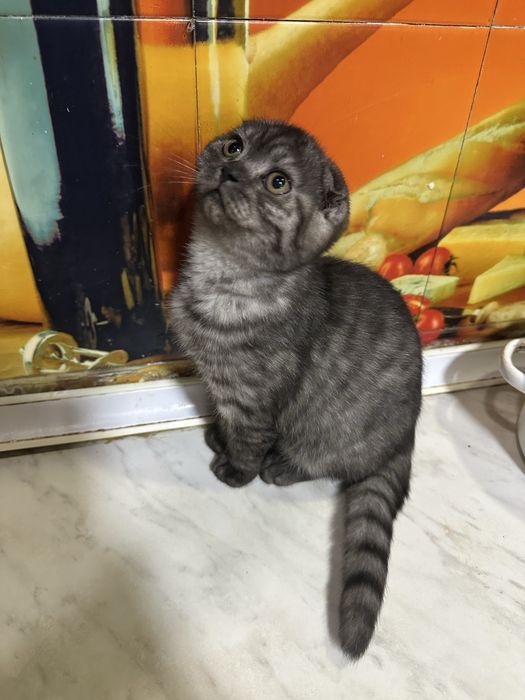 чистокровная шиншилла девочка