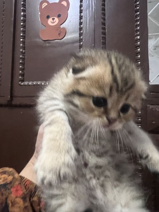 Кошки sotiladi toza qon