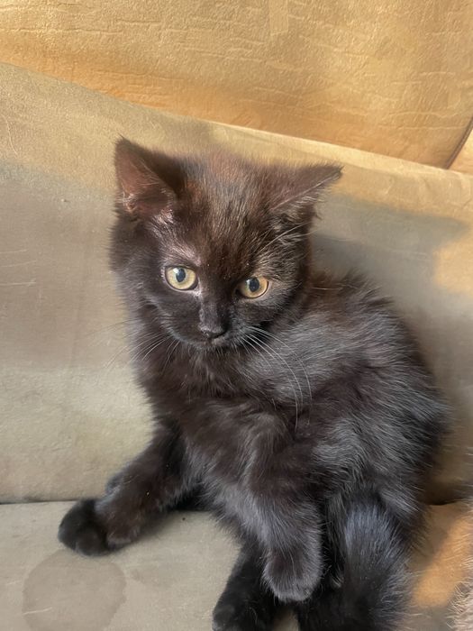 Отдам котят бесплатно