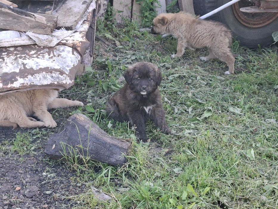 Donez 4 căței mici