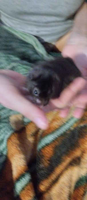 Хомеки 4 3 мальчика 1 девочка