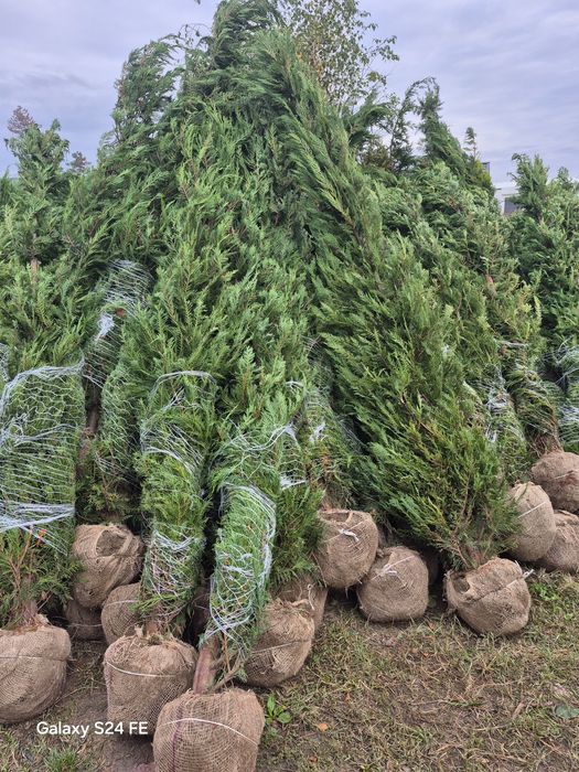 Betula pendula  copaci