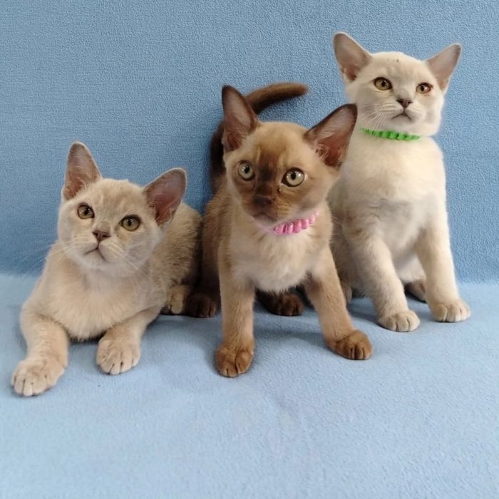 Котята породы бурма