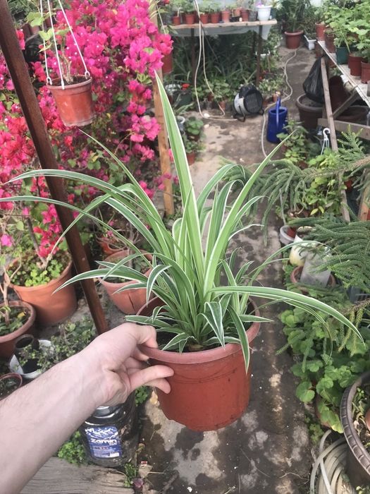 Хлорофитум цветы очищает воздух