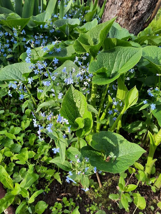 Цветы для сада и души