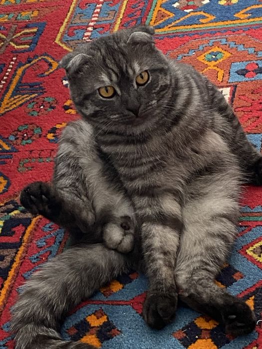отдадим кота в добрые руки