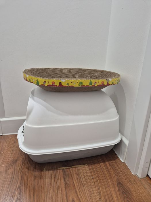 Продам котенка шотландец вислоухии