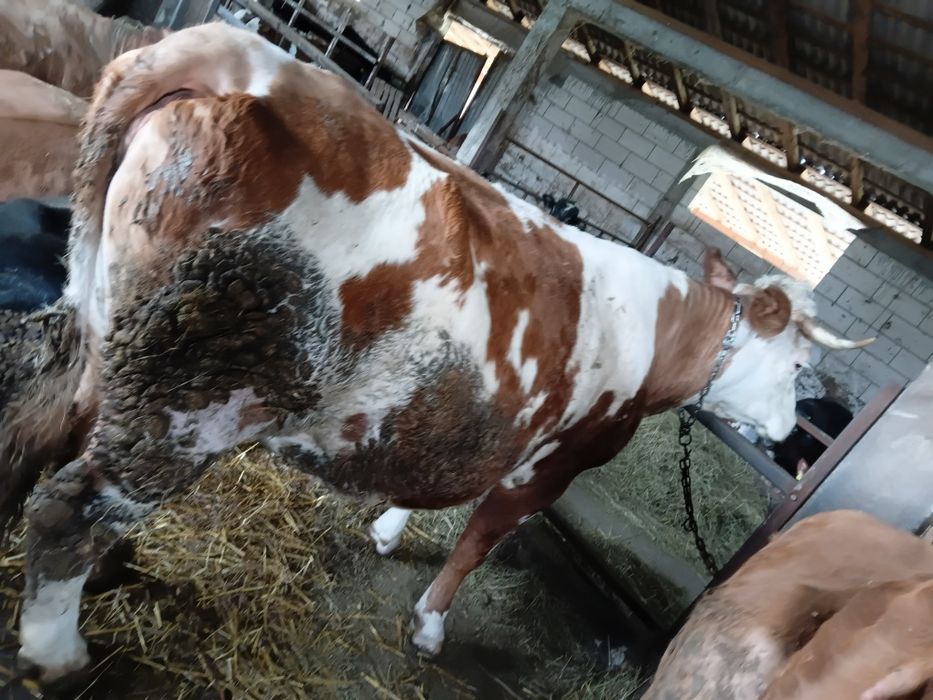 Vand vaca gestanta de 8 luni