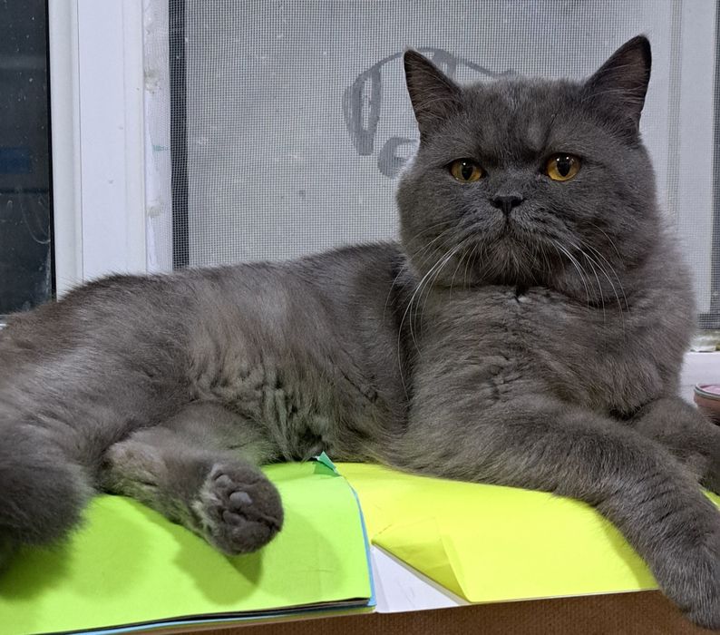 Скотиш страит Мушук сотилади.