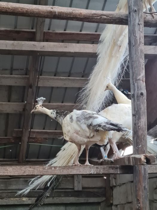 Paun alb adult reproducator