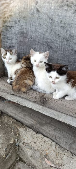 Отдам котят и кошку в добрые руки
