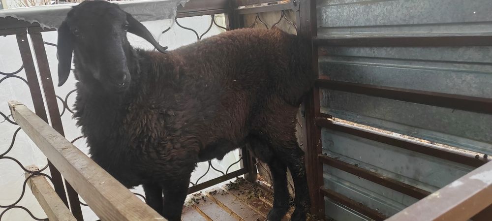 Қой сатамын семіз