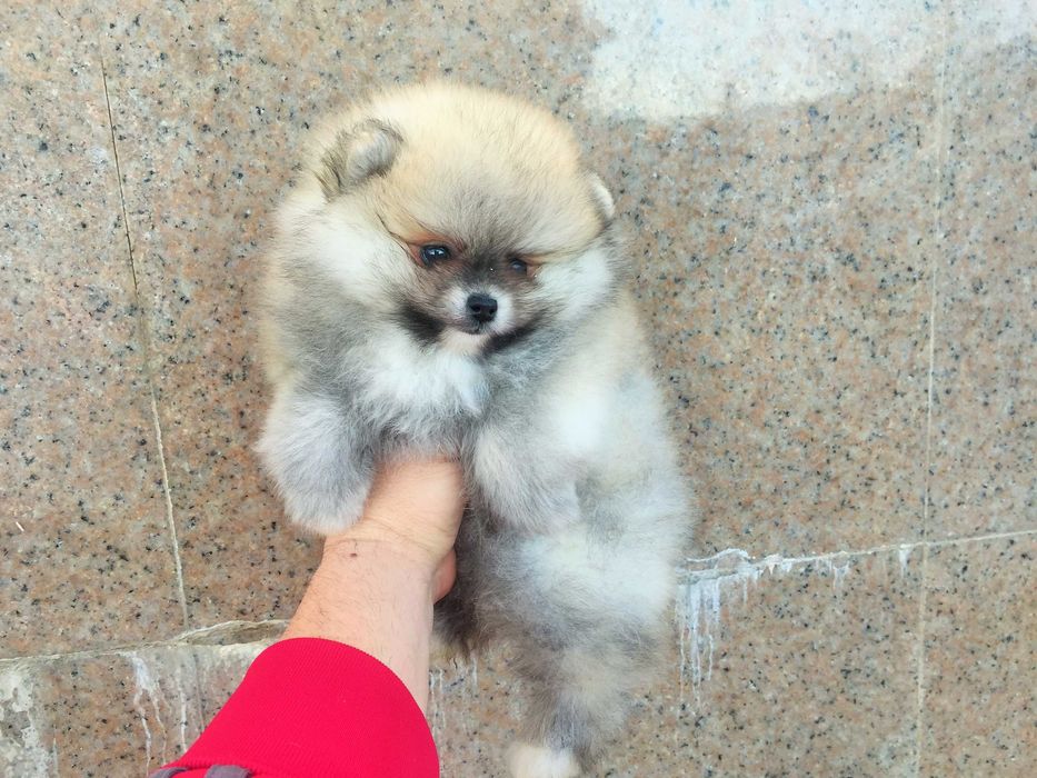 Померанчета мини Померанчета