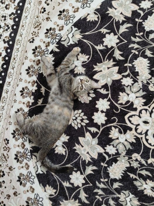 Отдам в добрые руки кошечку девочка