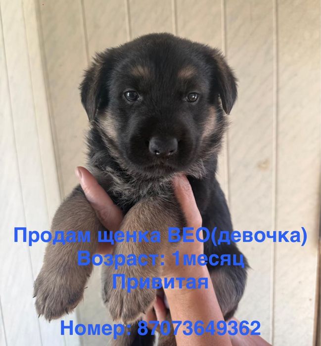 Продам щенка ВЕО