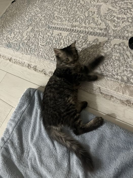 Котёнка Мальчик.