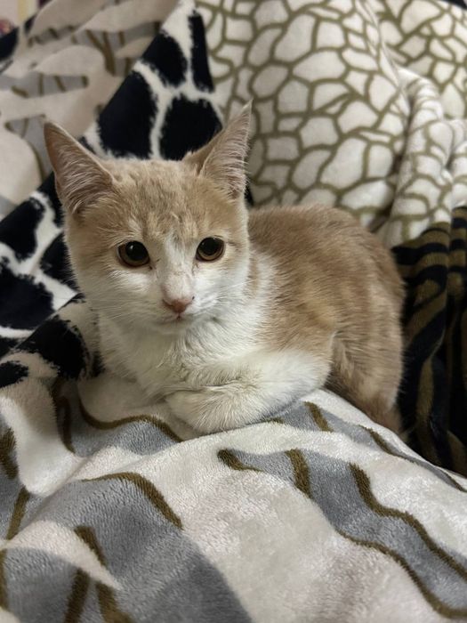 Mushuk bolasi beriladi. Qiz bola.