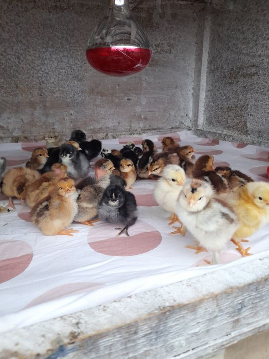 Vând pui de țară.