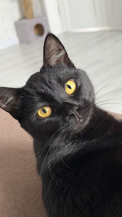 Отдам в добрые руки