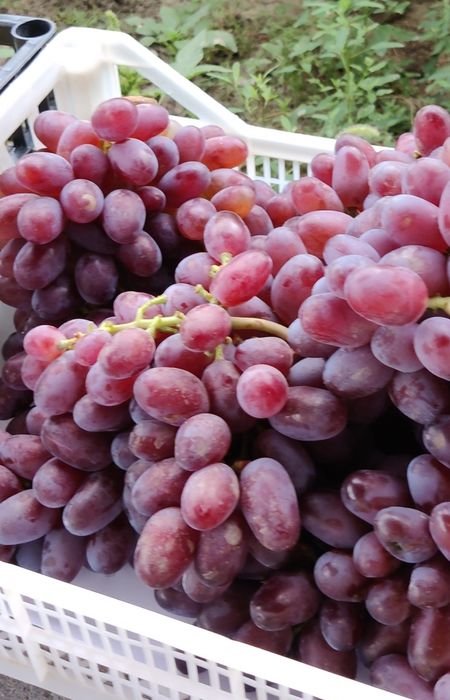 Саженцы винограда