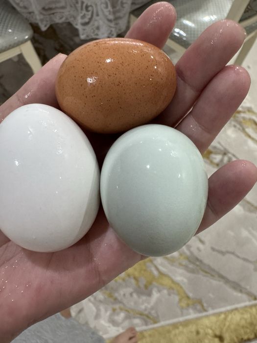 Продам домашние яйца