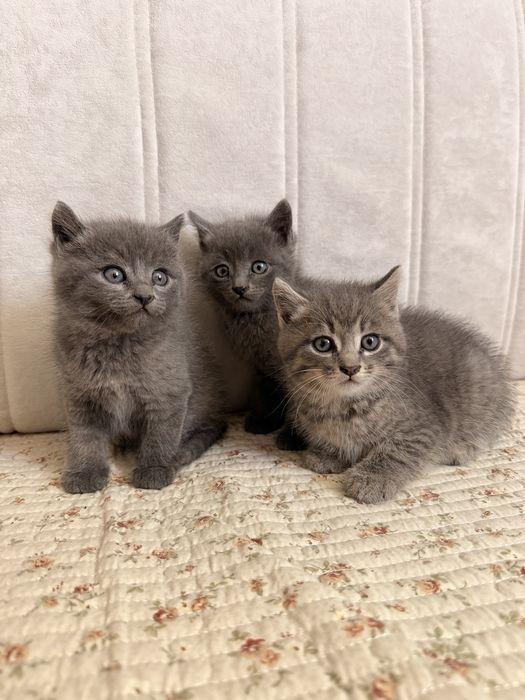 Отдам котят в добрые руки