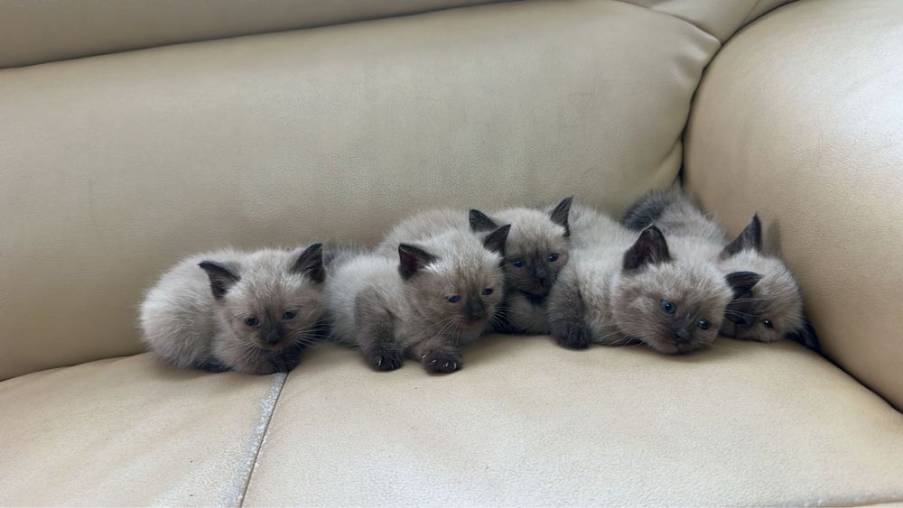 Продам Сиамских котят