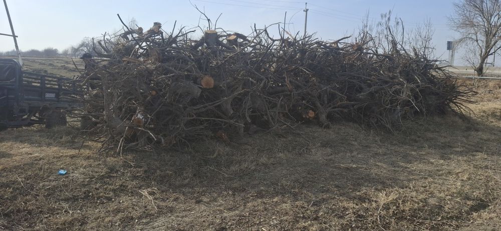 Daraxt kundalari sotiladi. arzon