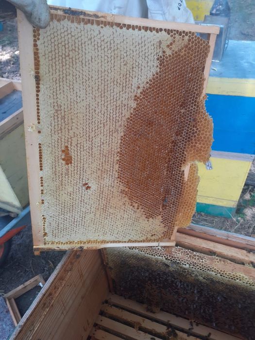 Miere de salcâm naturală