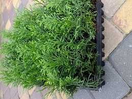 Tuia, Thuja Smaragd 1,5 ani, tuia, Danica, Gold,  0,18 EUR