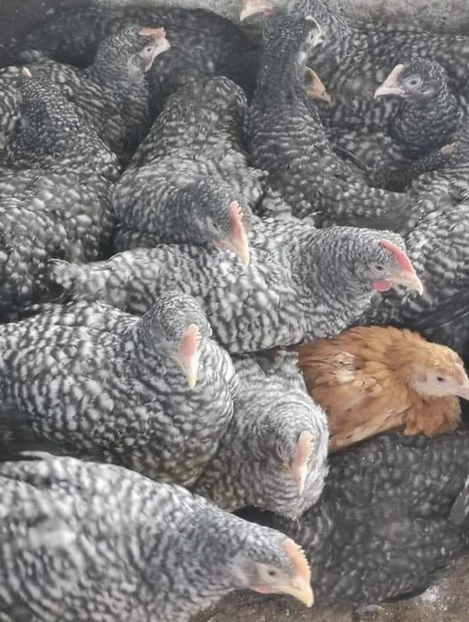 Găini albe de carne