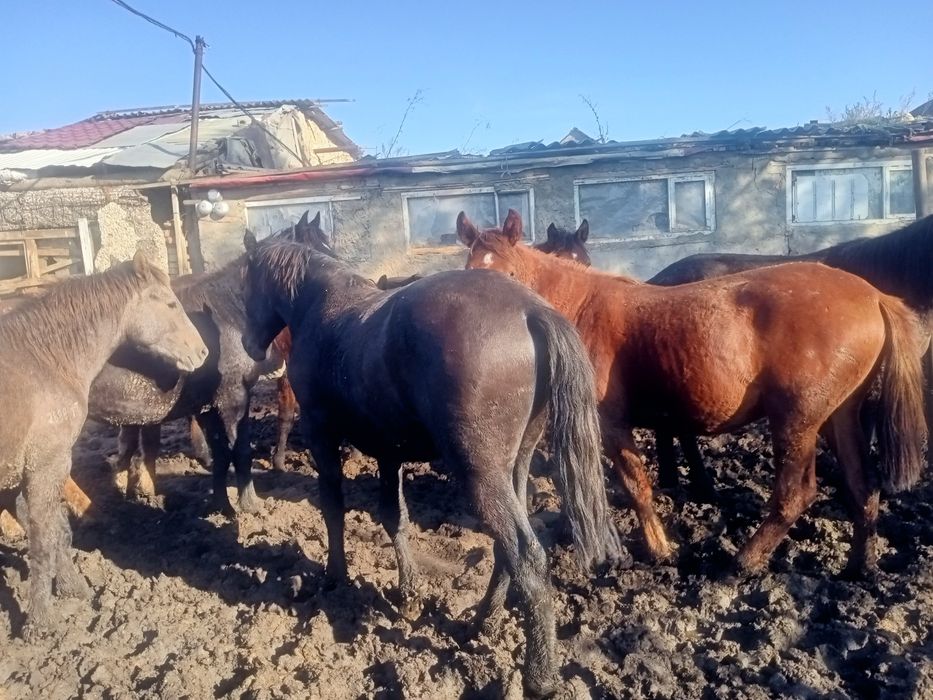 Продам согым лошадей